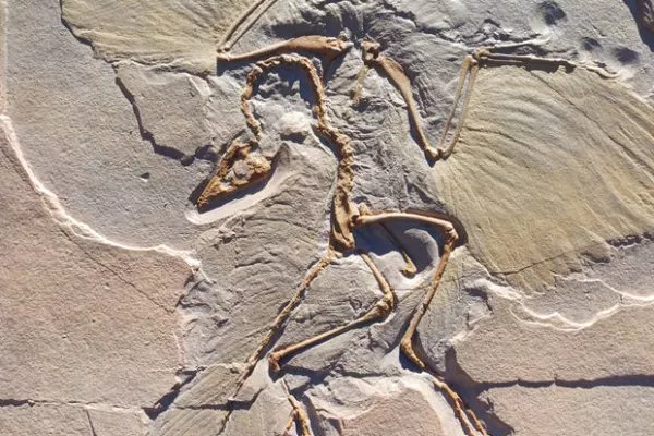 archaeopteryx-life-sized-fossil-replica-wall-mount-01